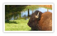 Western Kentucky Land Between The Lakes Elk and Bison Prarie