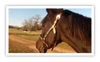 Western Kentucky Land Between The Lakes Horseback Riding