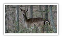 Western Kentucky Hunting License and Seasons