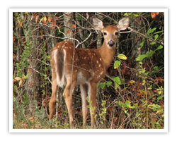 Deer in the Land Between the Lakes